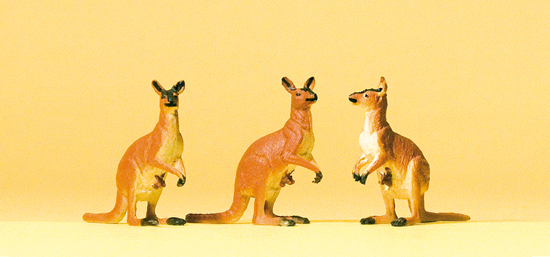 Animaux de cirque : 3 kangourous