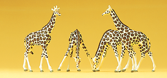 4 giraffes